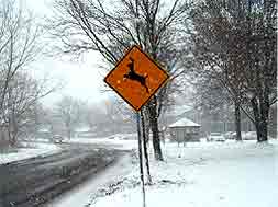 deersign